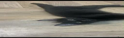 Mixed Breed cats for sale: Friendly Female Kittens Looking for forever homes in Tetbury - Advert 5