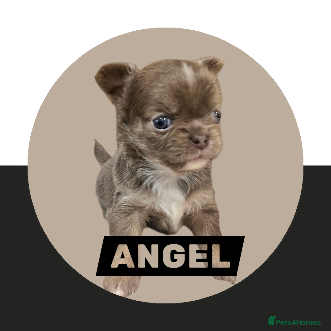 Chihuahua dogs for sale: Chihuahua - Amazing Fluffy boys and girls - Advert 7