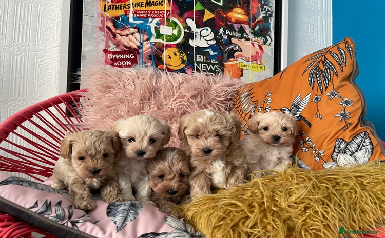 Maltipoo dogs - Advert 14