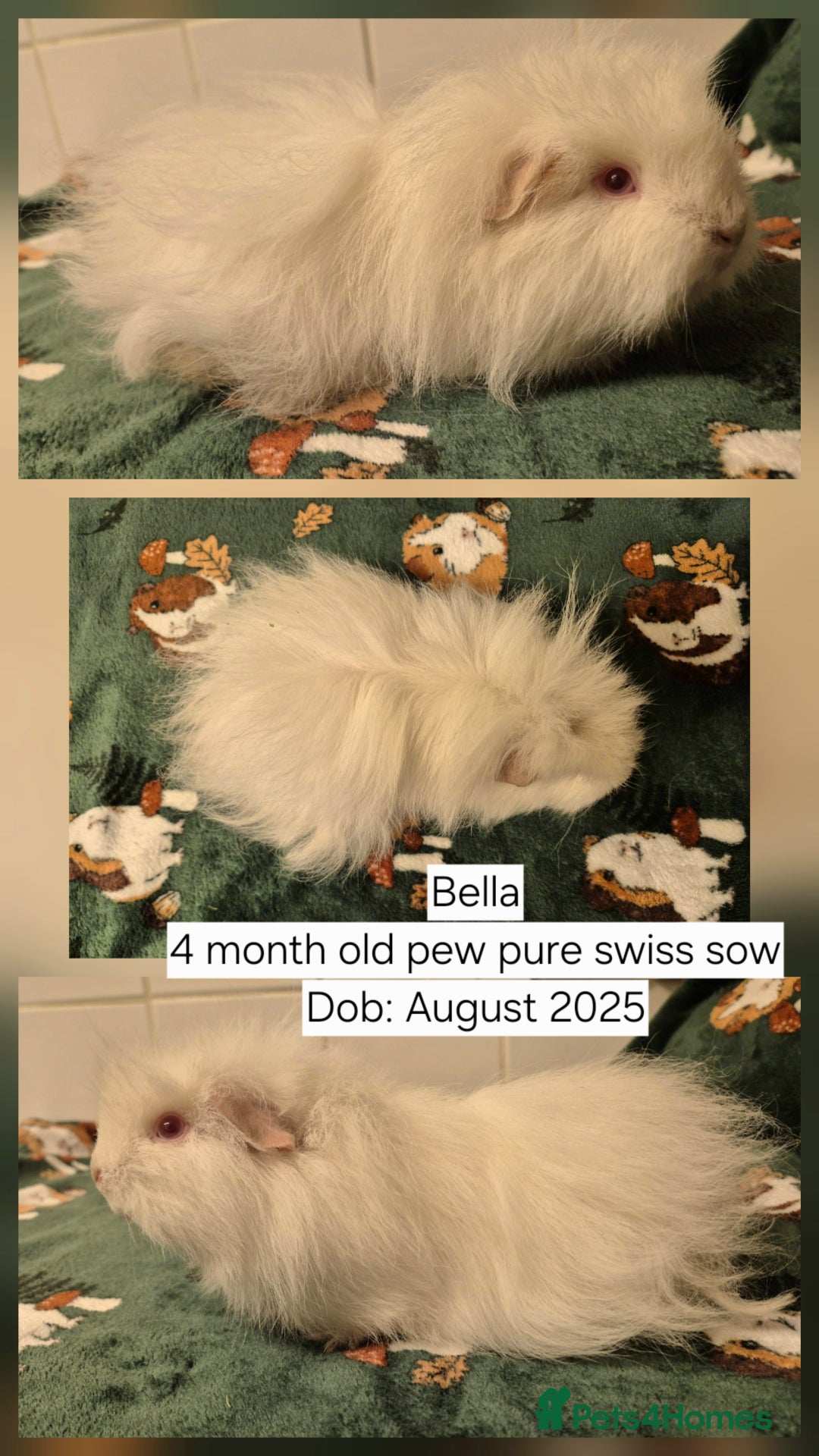 Guinea Pig rodents for sale: Two very pretty baby sow guinea pigs for sale 👀🏡 - Advert 2
