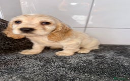 Cocker Spaniel dogs for sale: 6 stunning show type cocker spaniels  - Image 24