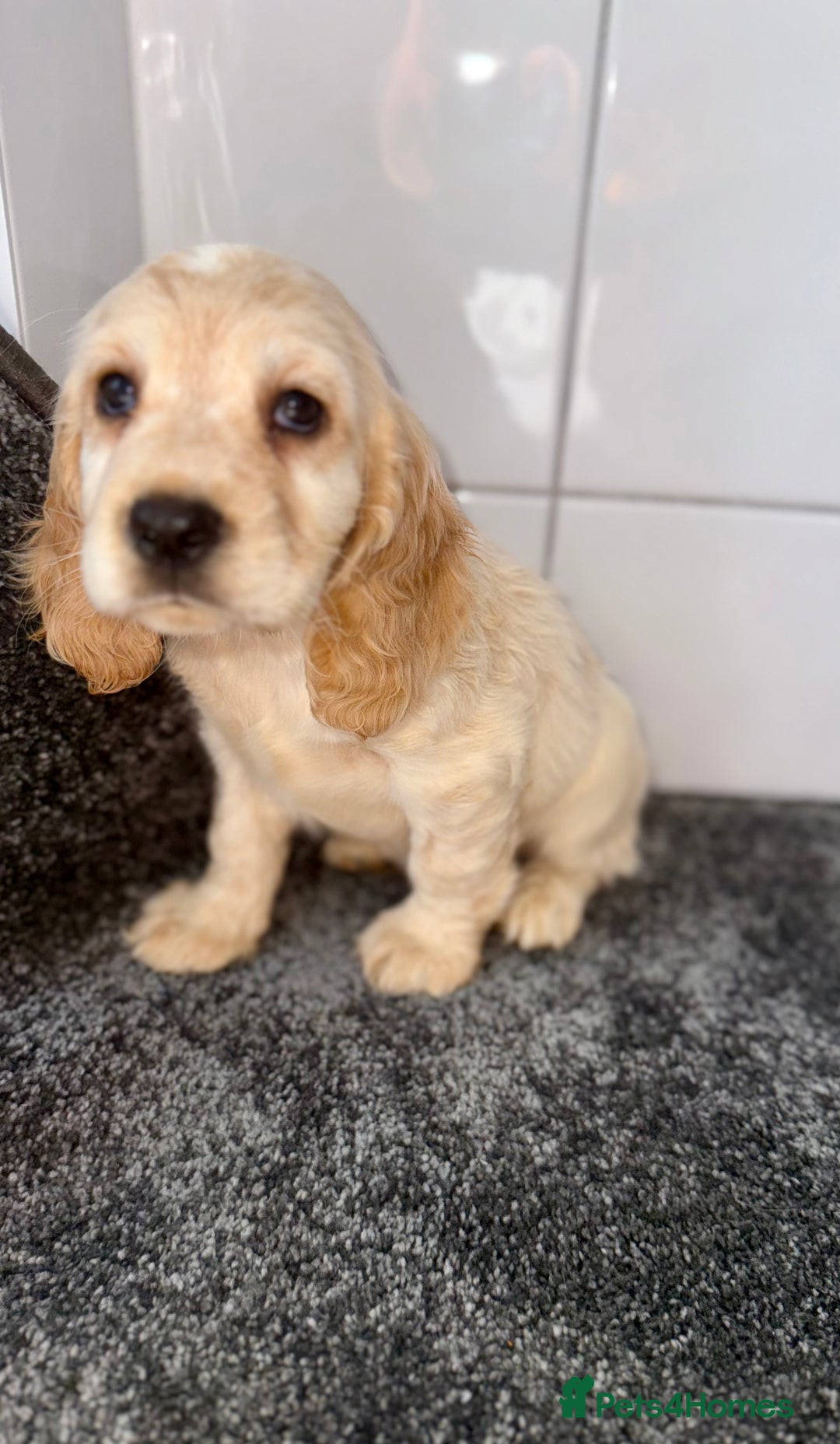 Cocker Spaniel dogs for sale: 6 stunning show type cocker spaniels  - Image 24