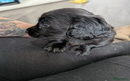 Dachshund dogs for sale: Dachshund x puppies male 2x long haired  - Image 2