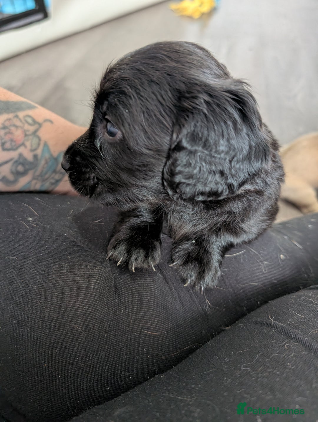 Dachshund dogs for sale: Dachshund x puppies male 2x long haired  - Image 2