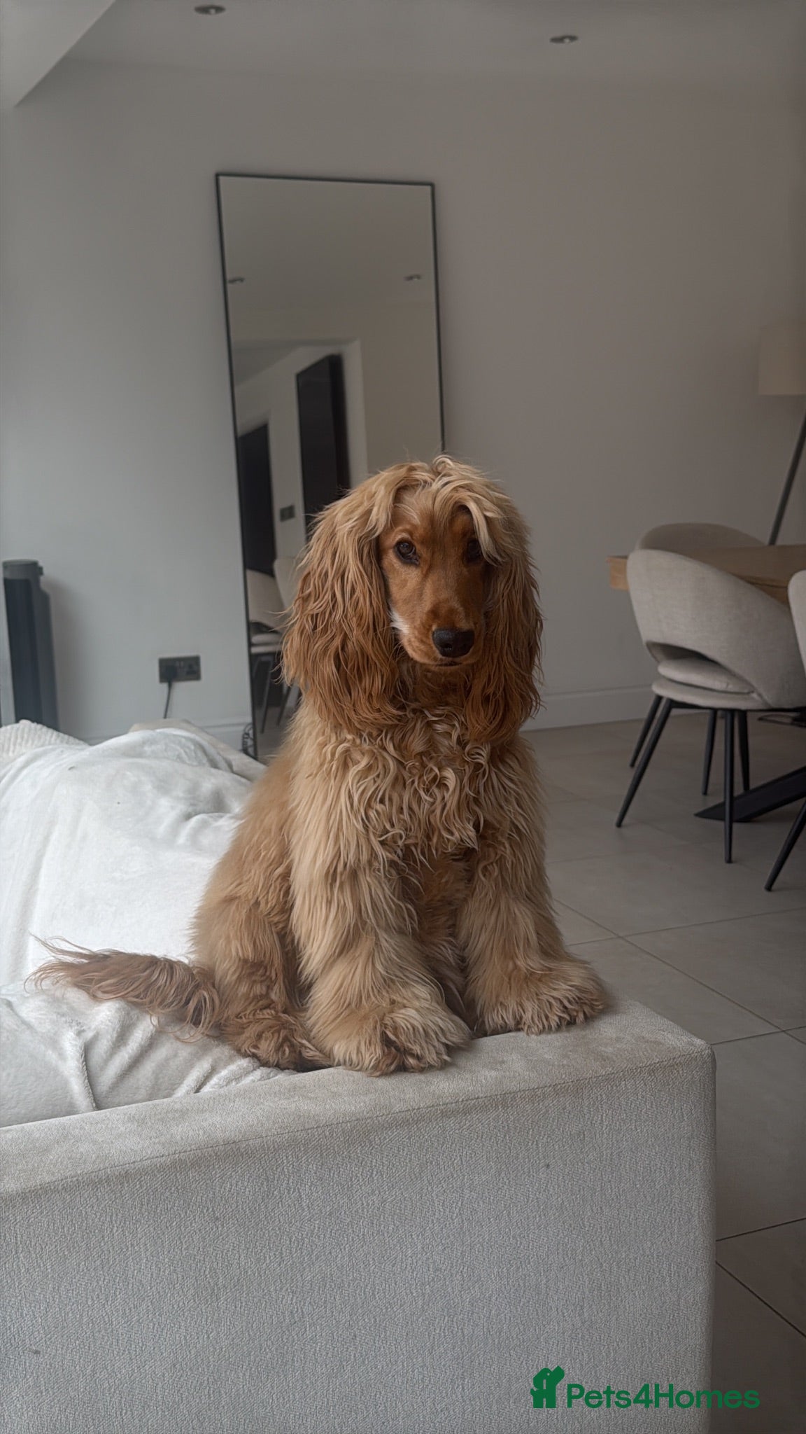 Cocker Spaniel dogs Show cocker spaniel female - 1yr 3mnth - Advert 4