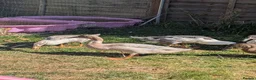 Ducks poultry for sale: Indian runner ducks  in Brackley - Advert 5