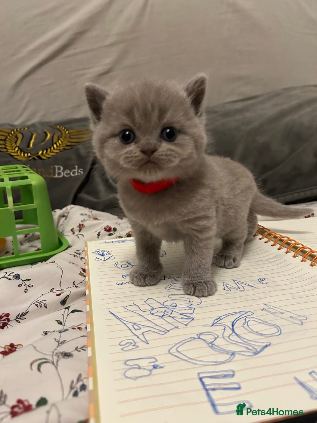 British Shorthair cats for sale: Beautiful British shorthair kittens - Advert 6