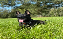 Belgian Shepherd Dog dogs for sale: Dutch herder puppies  - Image 23