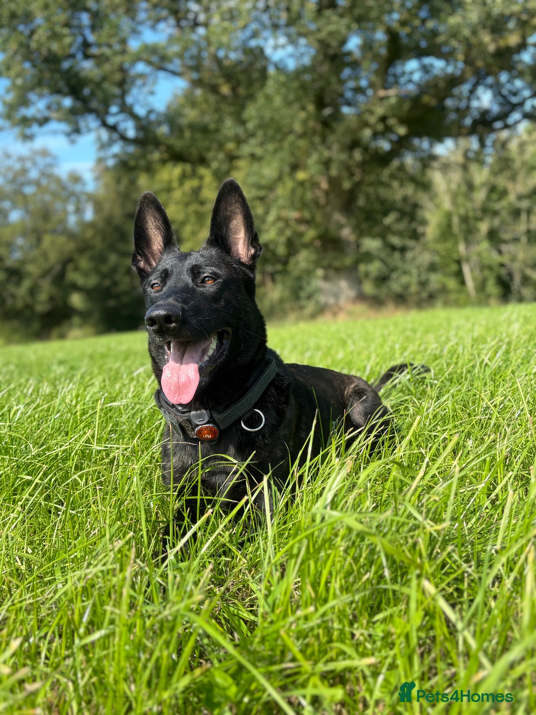 Belgian Shepherd Dog dogs for sale: Dutch herder puppies  - Image 23