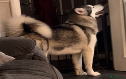 Alaskan Malamute dogs for sale: 3 year old KC registered female Alaskan malamute - Image 1