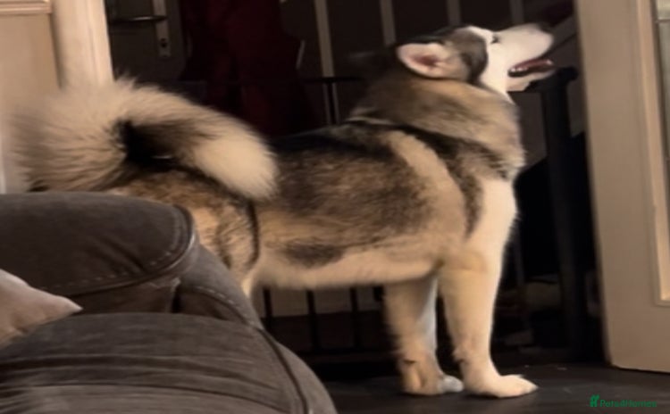 Alaskan Malamute dogs - Advert 13