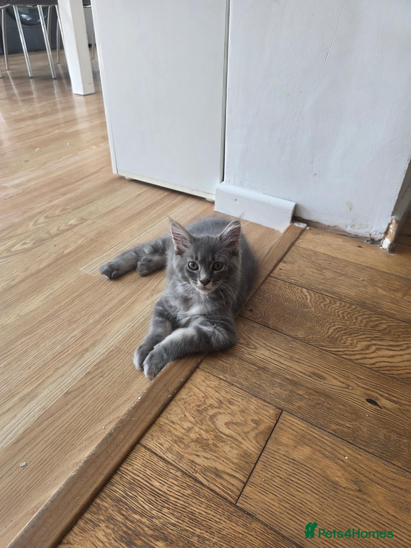 Maine Coon cats Ready now Pure breed Maine coons kittens 1g & 2b - Advert 1
