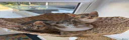 Mixed Breed cats for sale: Beautiful Tabby Kittens - Advert 4