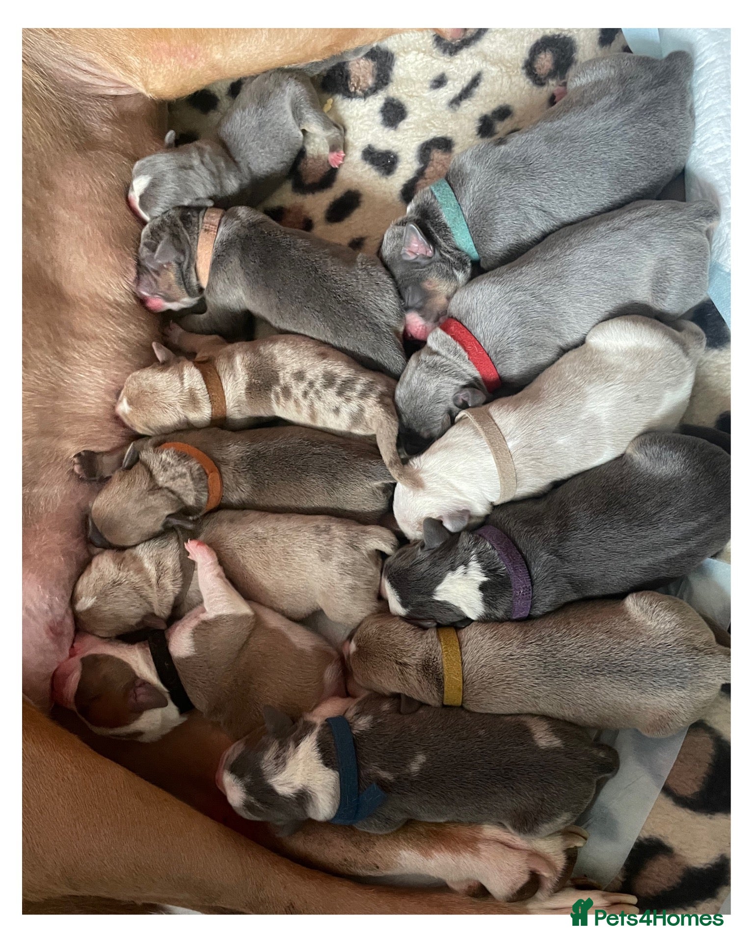Mixed Breed dogs Overly Cute & Healthy Bunch of 12 Little Spuds 🥰 - Advert 1
