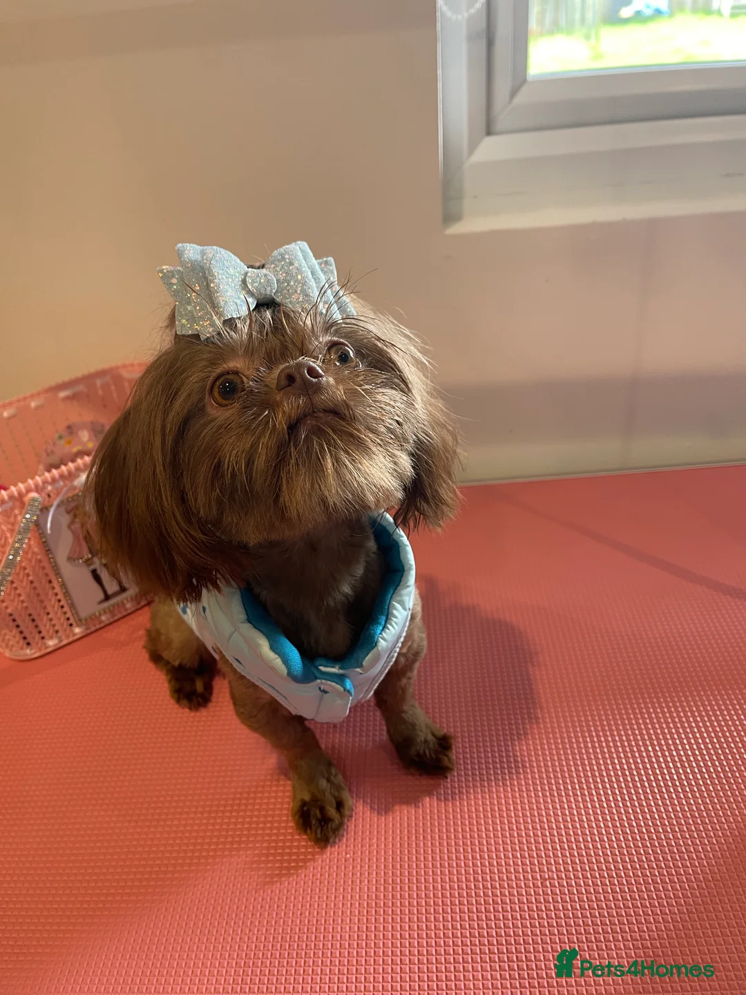 Shih Tzu dogs for stud: STUNNING CHOCOLATE IMPERIAL SHIHTZU OPEN AT STUD in Grays - Advert 18