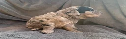 Cockapoo dogs for sale: Toy Cockapoo Puppies | DNA & Health Tested Parents - Advert 3