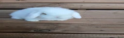 Mini Lop rabbits for sale: Purebred mini lop babies - Advert 22