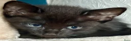 Mixed Breed cats for sale: Beautiful Litter of Playful Kittens, Siamese Cross - Advert 11
