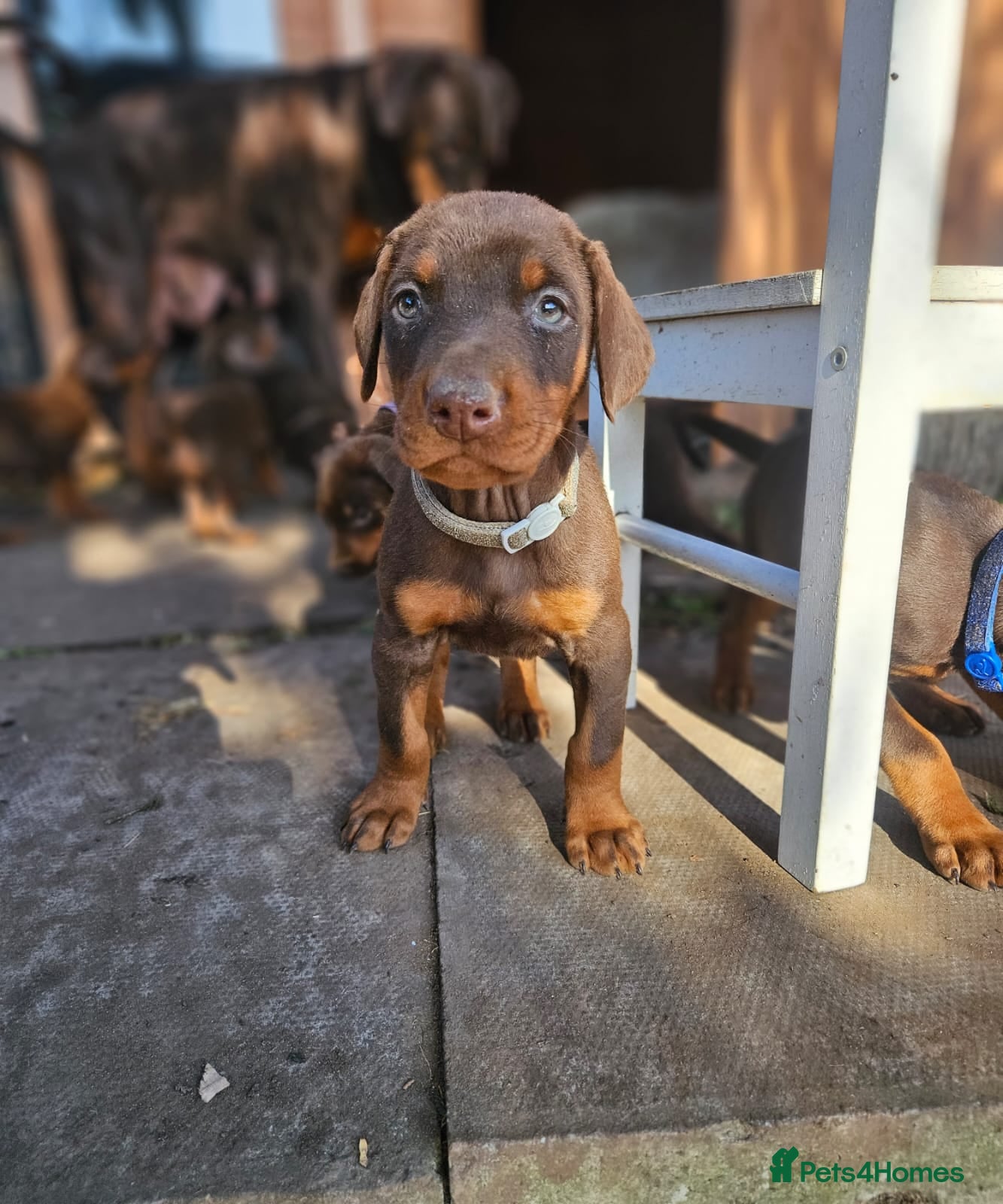 Dobermann dogs 🔥Top Quality Champion Bloodline KC registered 🏆 - Advert 3