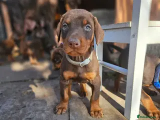 Dobermann dogs 🔥Top Quality Champion Bloodline KC registered 🏆 - Advert 10