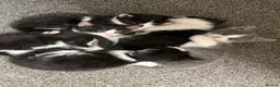 Mixed Breed cats for sale: black and white kittens  - Advert 10