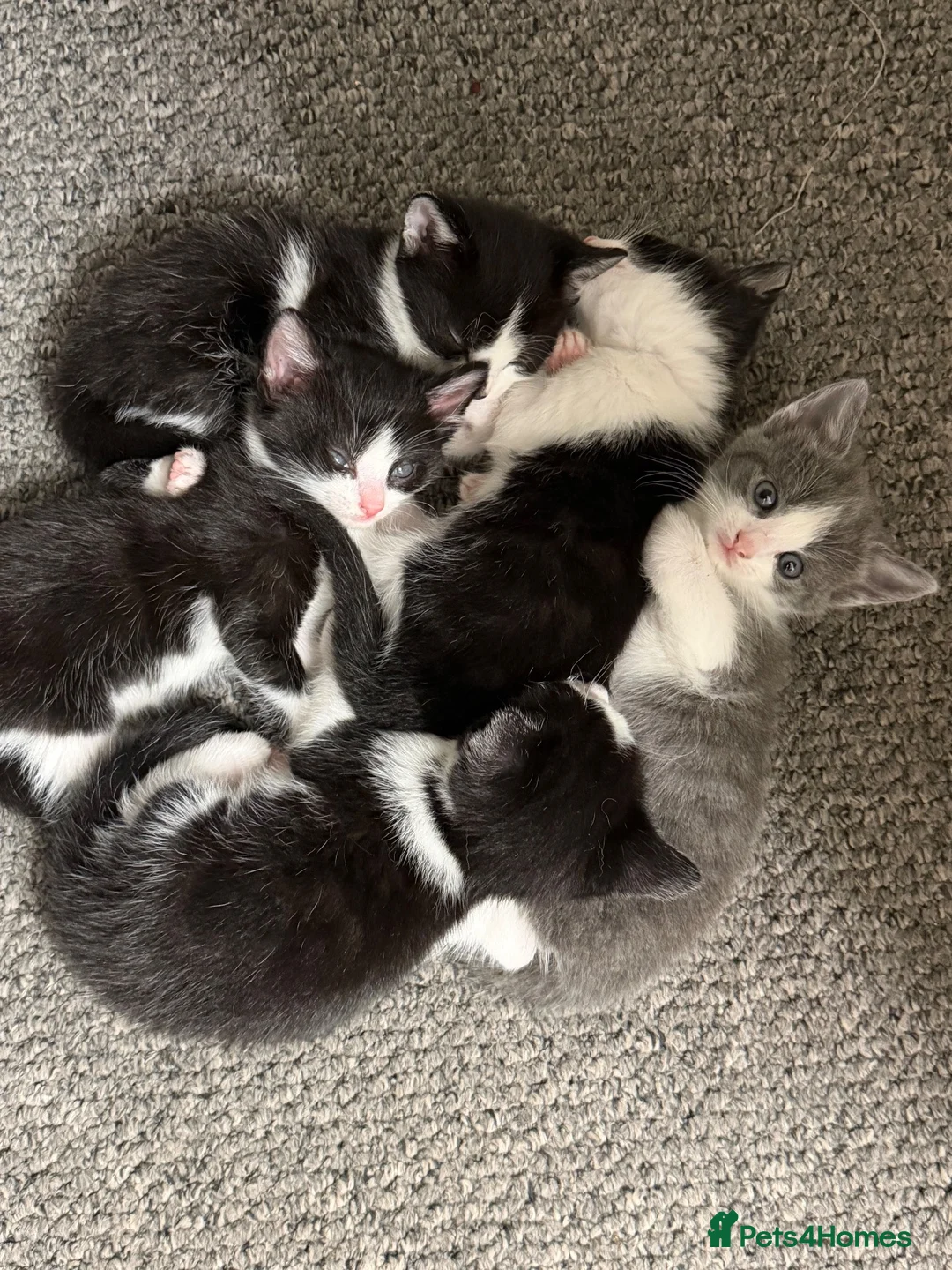 Mixed Breed cats for sale: black and white kittens  - Advert 10