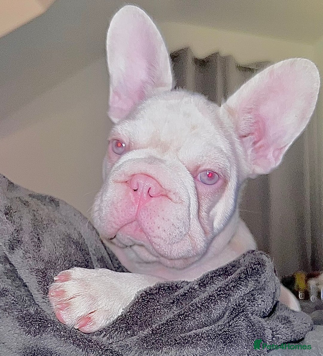 French Bulldog dogs for sale: KC reg 4 panel health test + DNA Male Frenchie Pup - Advert 16