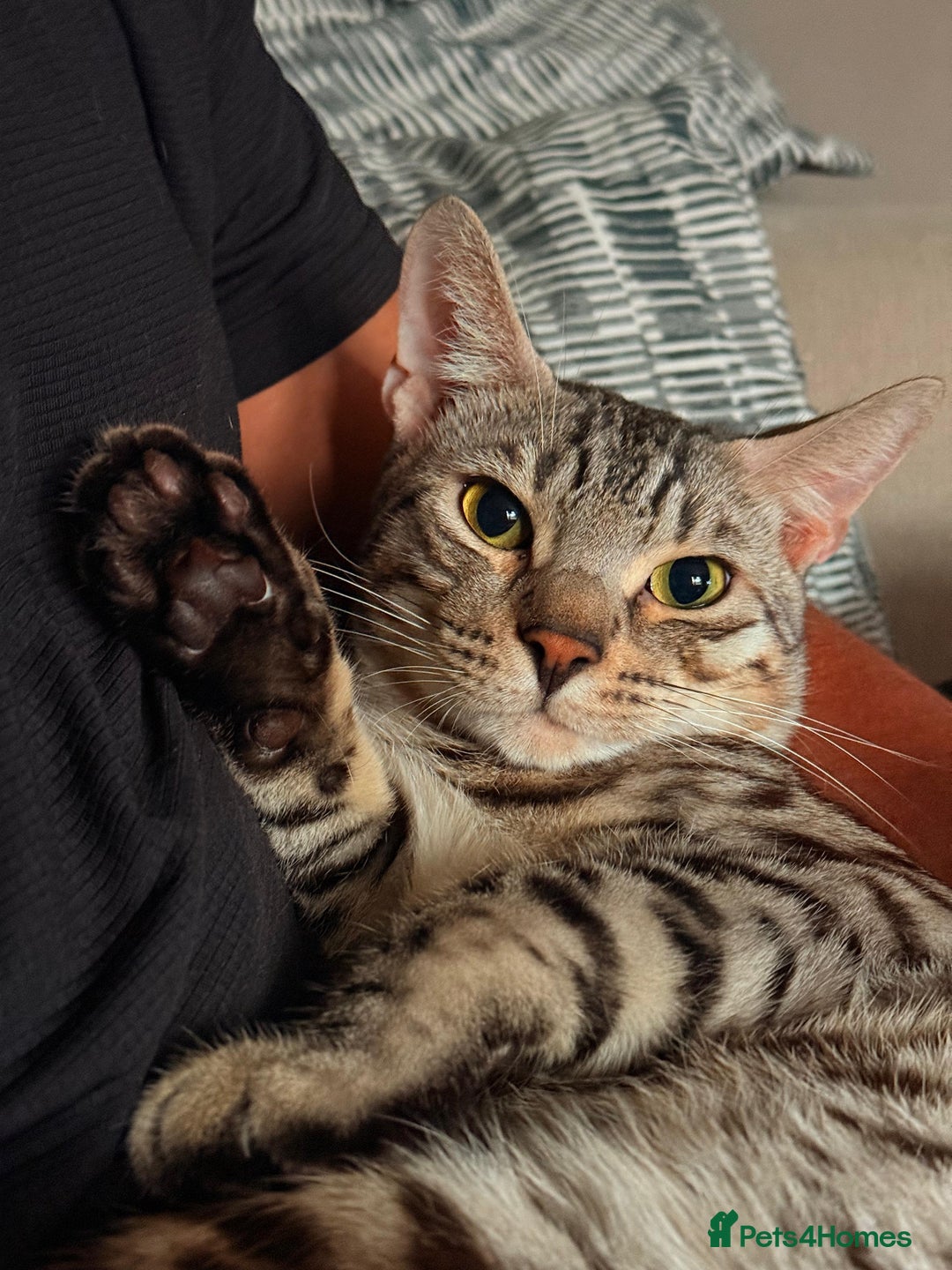 Mixed Breed cats for sale: Beautiful Ragdoll Bengal Cross Kittens - Advert 27