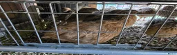 Quail poultry for sale: Quails and quails eggs &jambo males - Advert 13