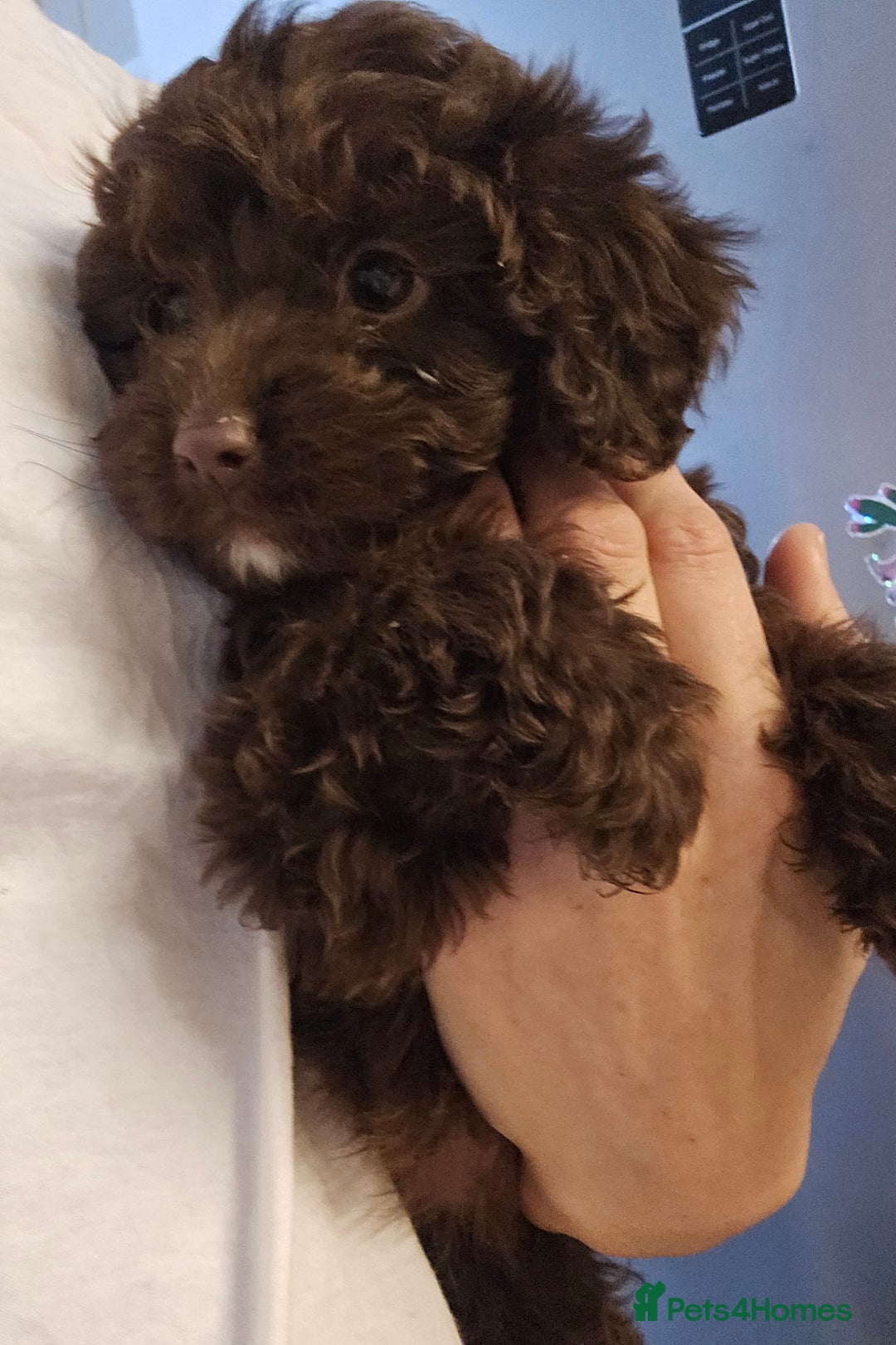 Shihpoo dogs for sale: Shihtzu x poodle  - Advert 4