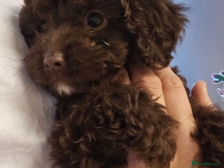 Shihpoo dogs Shihtzu x poodle - Advert 6