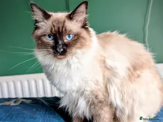 Ragdoll cats Seal Point Ragdoll Kitten - Advert 1