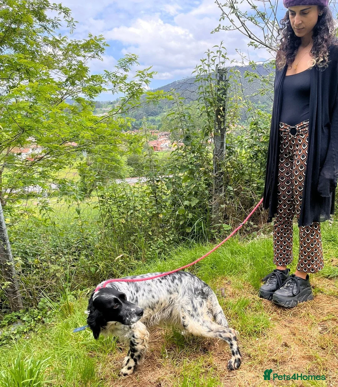 English Setter dogs for adoption: Mora  in New Romney - Advert 2