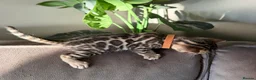 Bengal cats for sale: Beautiful Pedigree Bengal kittens for sale  - Advert 14