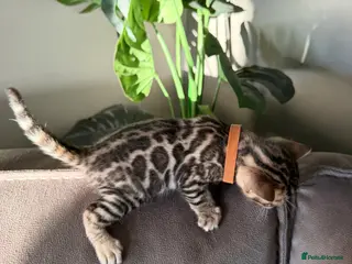 Bengal cats Beautiful Pedigree Bengal kittens for sale - Advert 7
