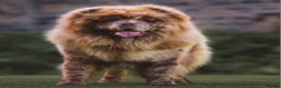 Chow Chow dogs for sale: Chocolate Male Chow Chow  - Advert 3