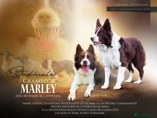 Border Collie dogs in York - Advert 17