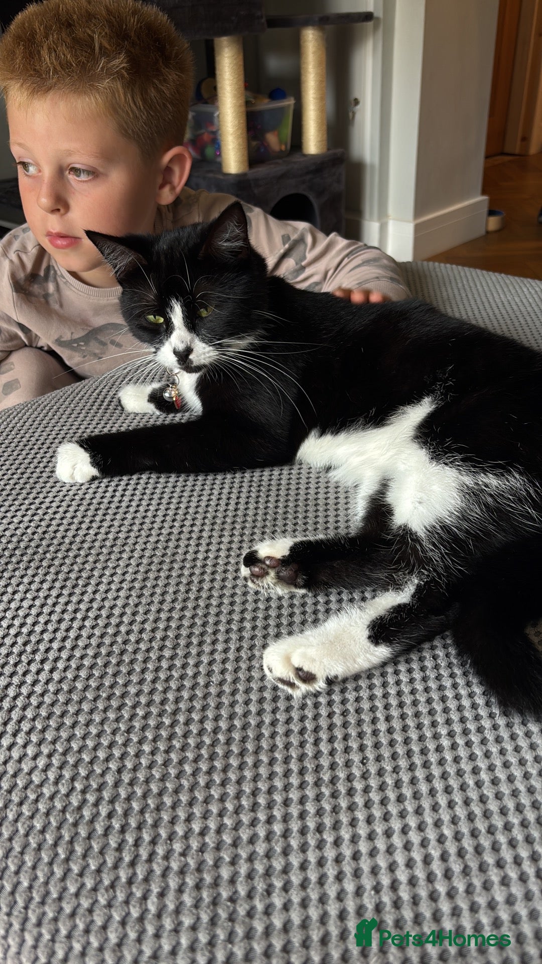 Mixed Breed cats Tuxedo cat  **   - Advert 10
