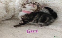British Shorthair cats for sale: 4 litte Treasures seek Forever Home - Image 3