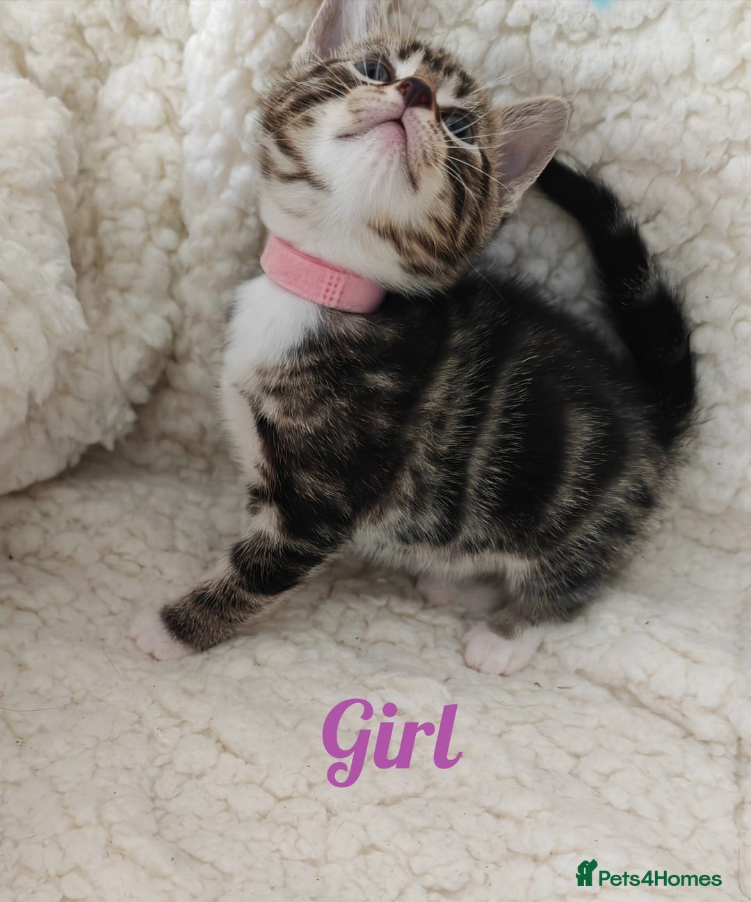 British Shorthair cats for sale: 4 litte Treasures seek Forever Home - Image 3