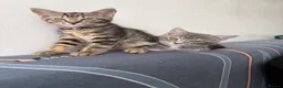 Mixed Breed cats for sale: Two Beautiful Female Tabby Kittens — Ready Now! - Advert 4