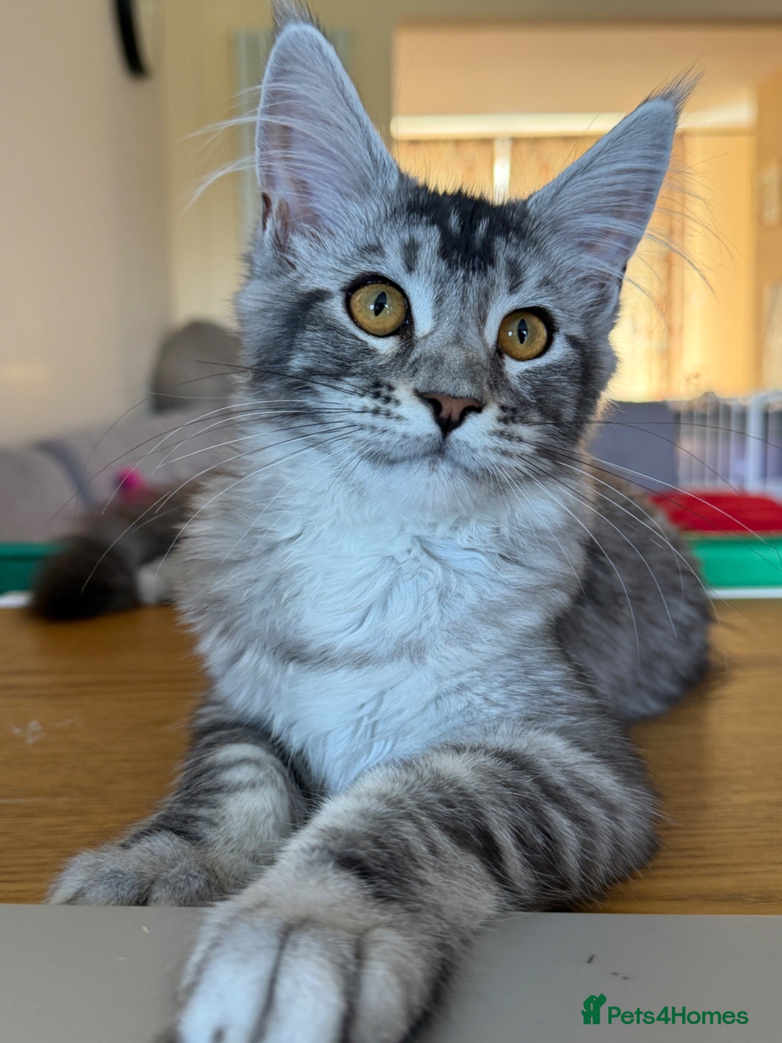 Maine Coon cats Reduced🐱TICA Pedigree Maine coon🧬health tested - Advert 2