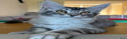 Maine Coon cats for sale: TICA Pedigree Maine coon🧬health tested - Advert 3