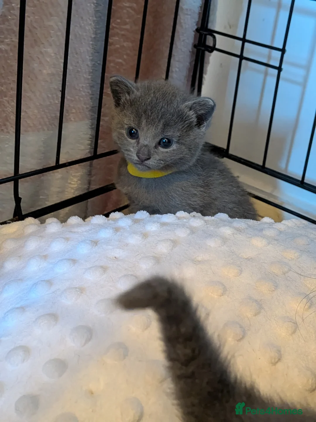 Russian Blue cats for sale: Beautiful Russian Blue Kittens for Sale - Advert 1