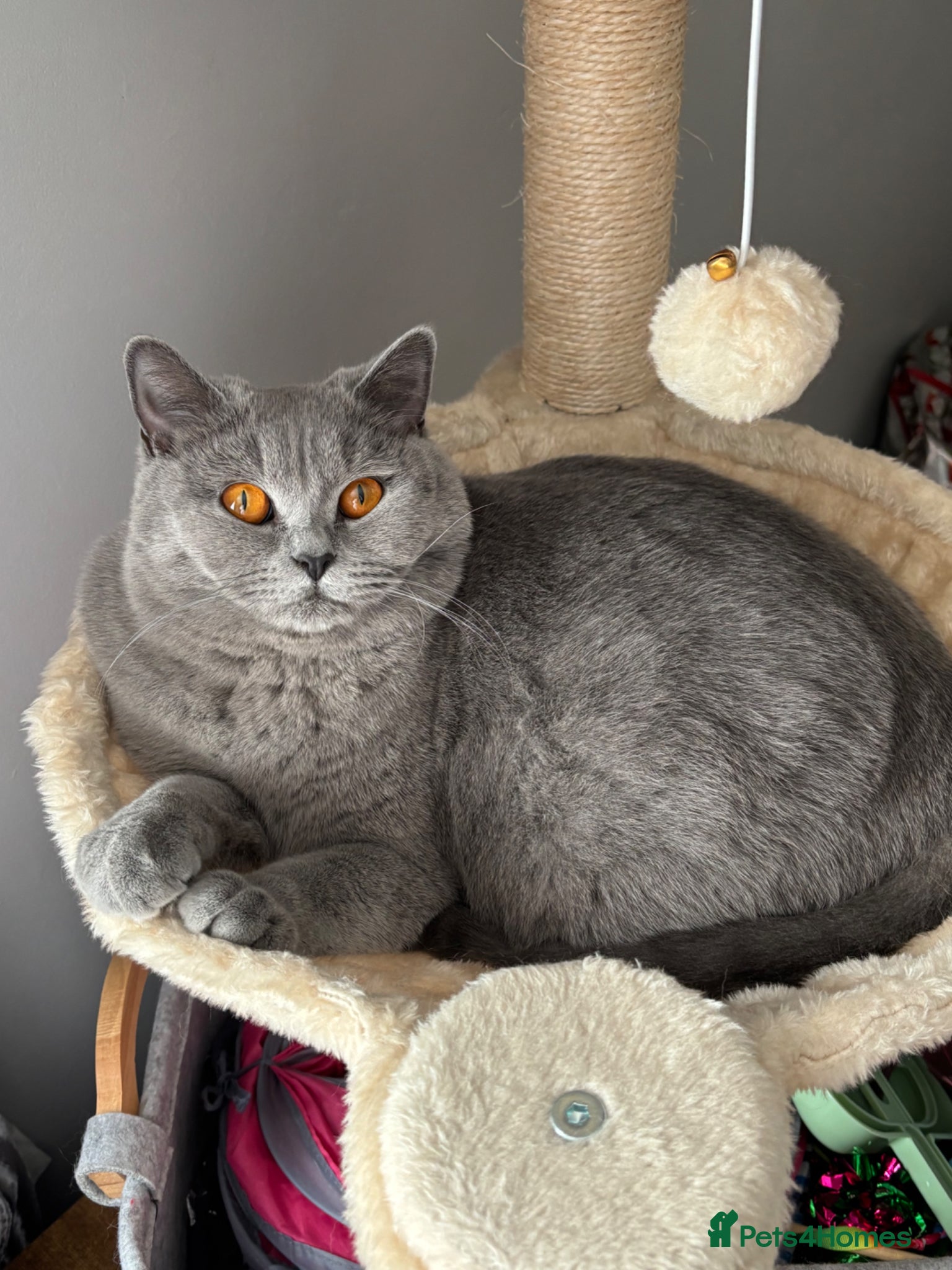 British Shorthair cats British shorthaired male kittens  - Advert 2