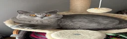 British Shorthair cats for sale: British shorthaired male kittens  in Wolverhampton - Advert 1
