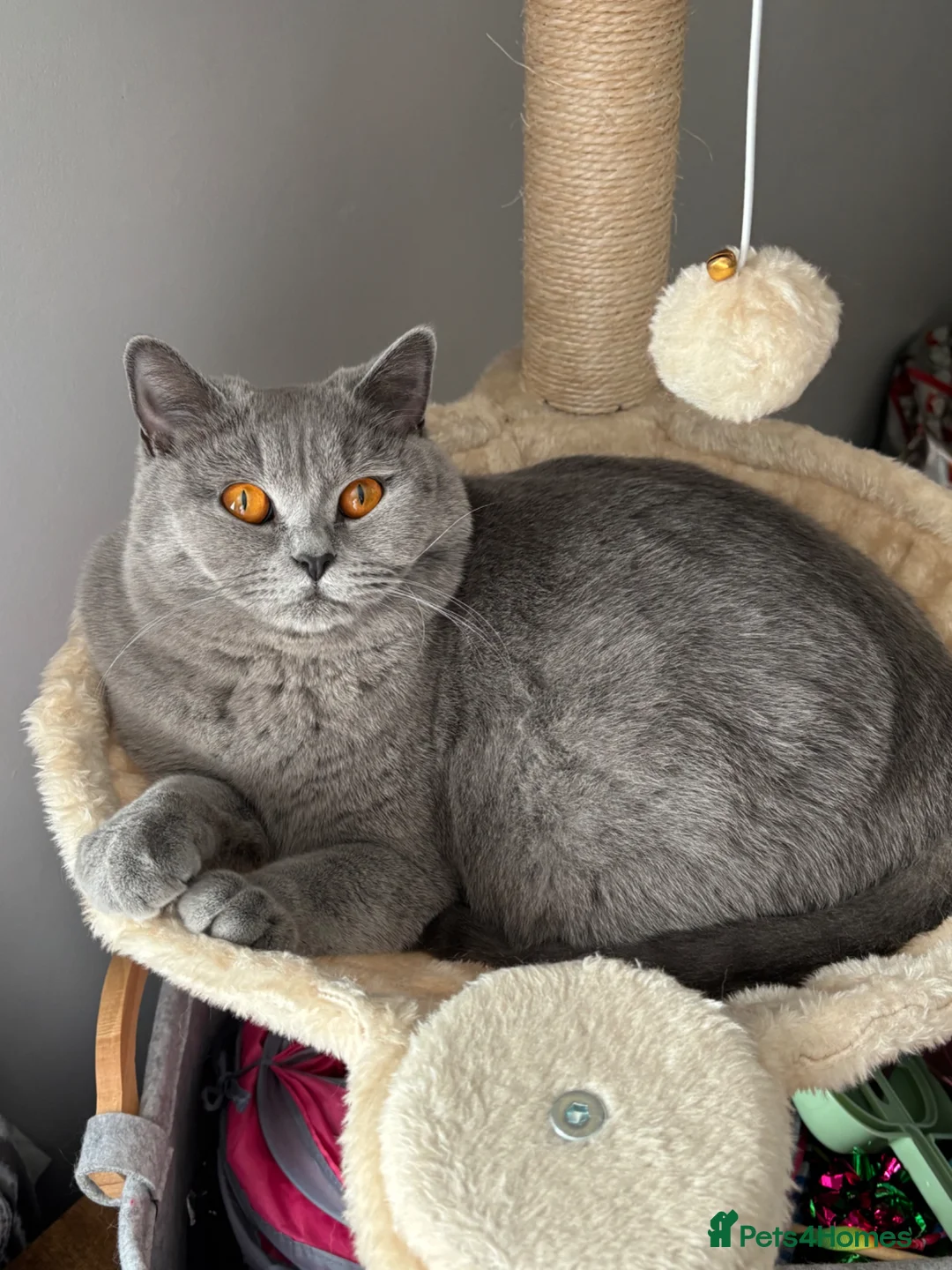 British Shorthair cats for sale: British shorthaired male kittens  in Wolverhampton - Advert 1