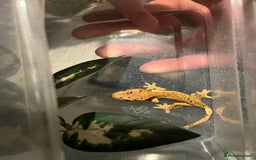 Gecko reptiles for sale: Dalmatian harlequin crested geckos - Advert 1
