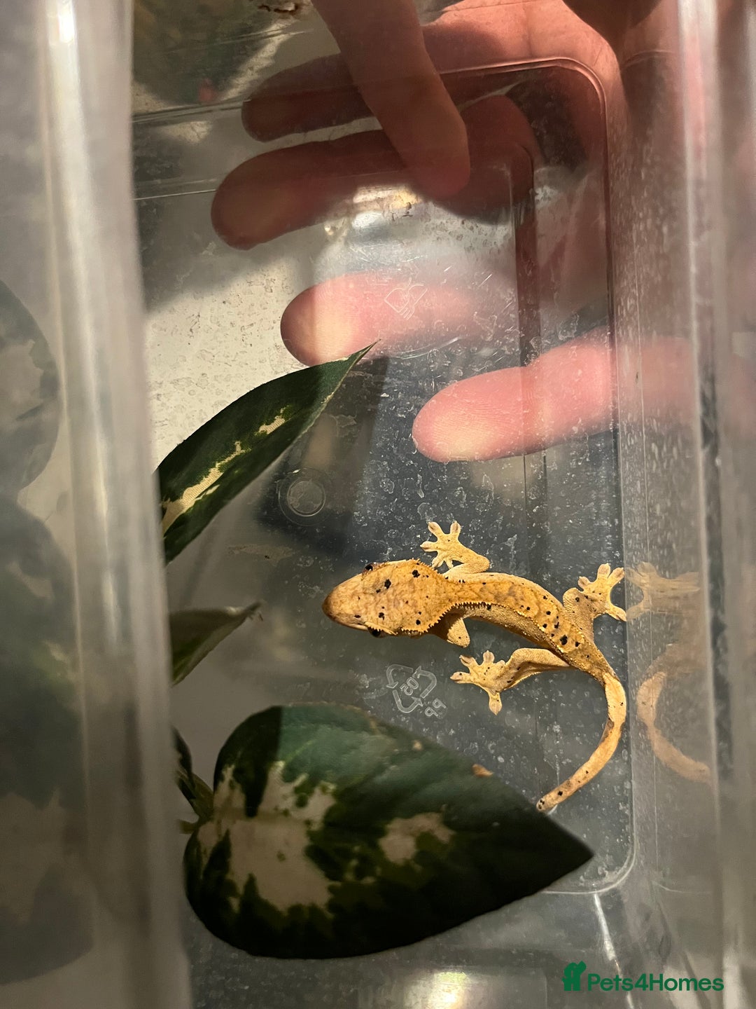 Gecko reptiles for sale: Dalmatian harlequin crested geckos - Advert 1