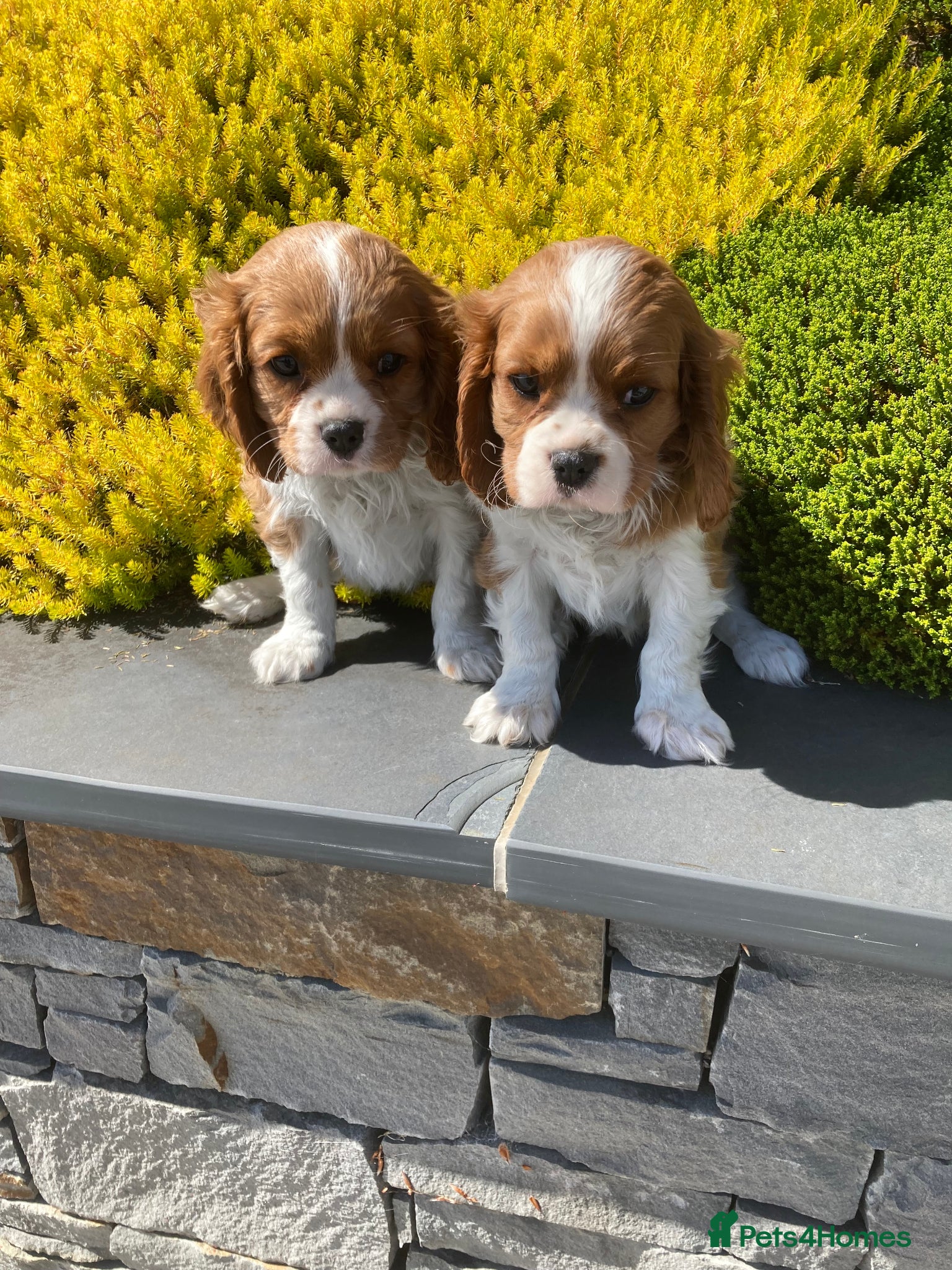 Cavalier King Charles Spaniel dogs Super KC blenheim pups from health tested parents - Advert 1